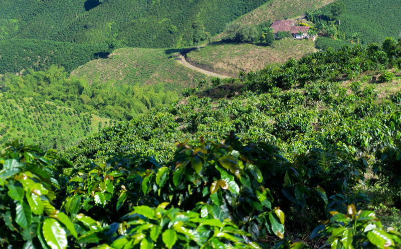 The highlands of Vietnam, where a new chapter in specialty coffee is being written.