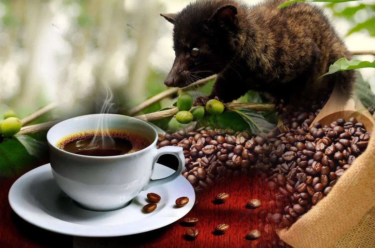 Vietnamese civet coffee, one of the most expensive and finest coffees in the world.