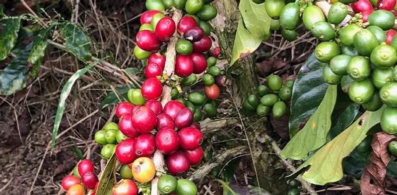 Vietnamese Arabica coffee