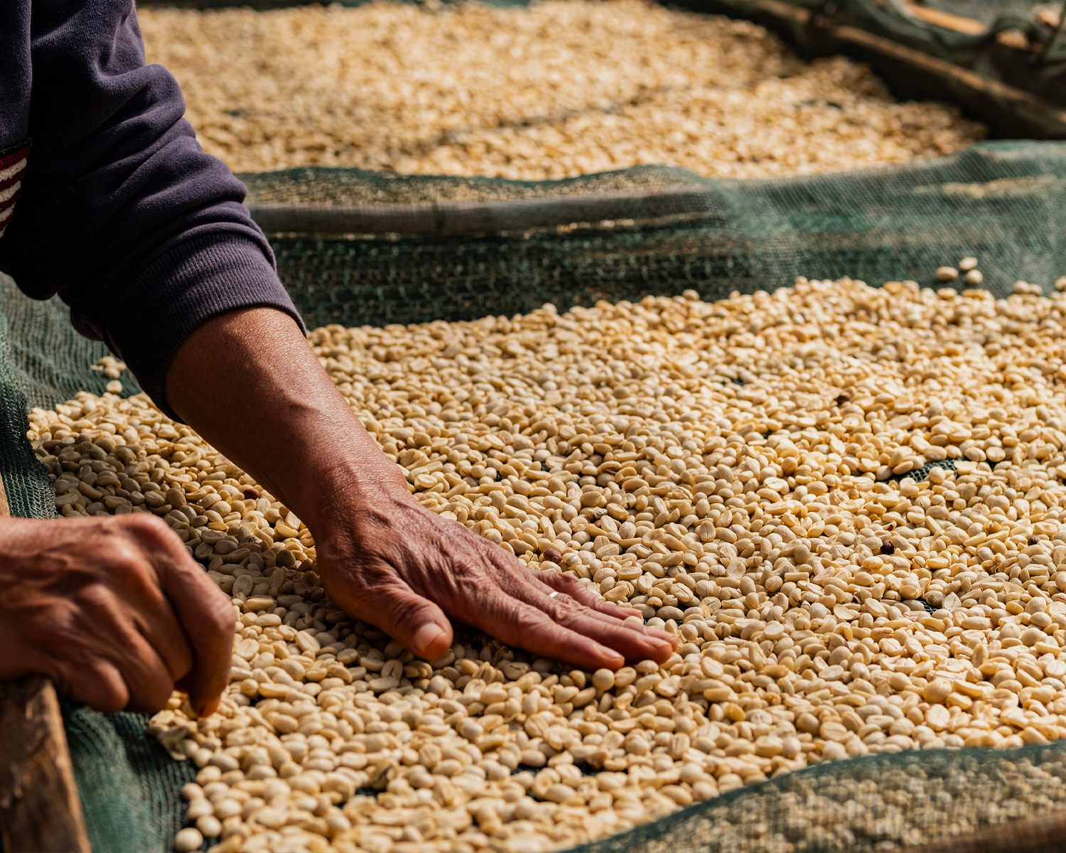 fine robusta
