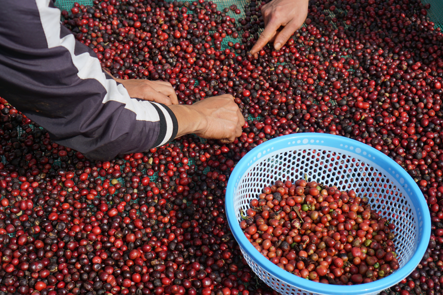 fine robusta