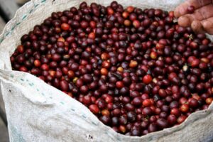 fine robusta